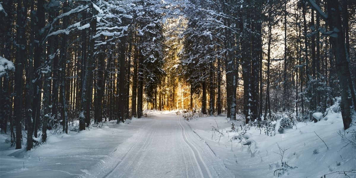 Winter Scene