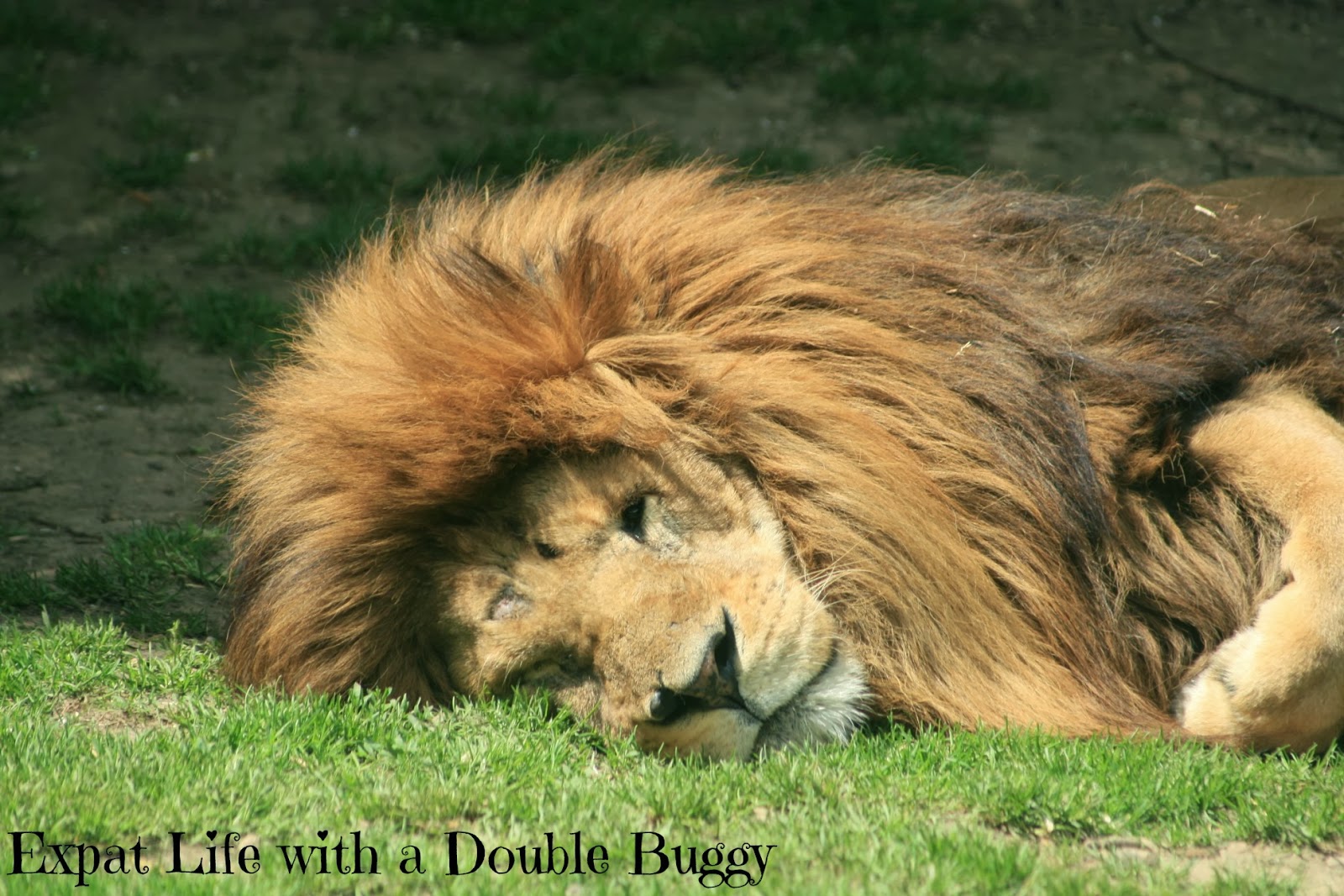 f9619-sleepinglion What if Old MacDonald Had a Dutch Farm