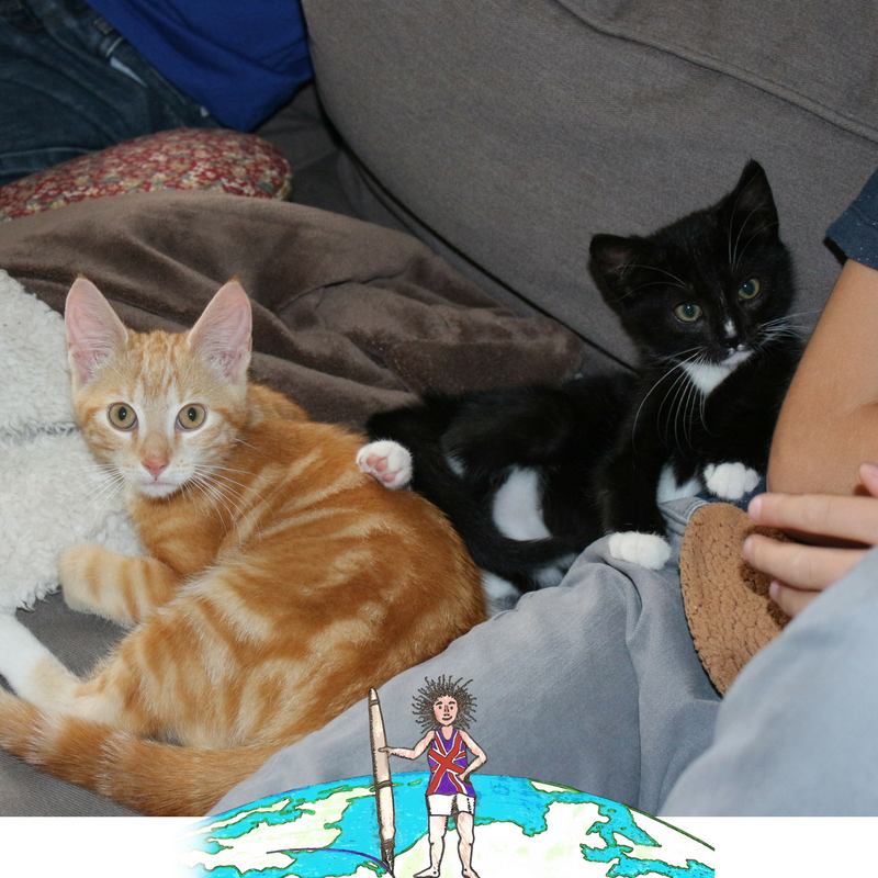kittens Settling In to Our New Home