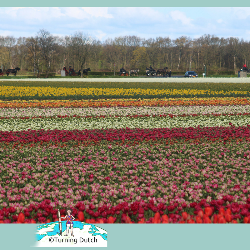 the-beauty-of-dutch-flower-fields-3 Go See the Beauty of Dutch Flower Fields