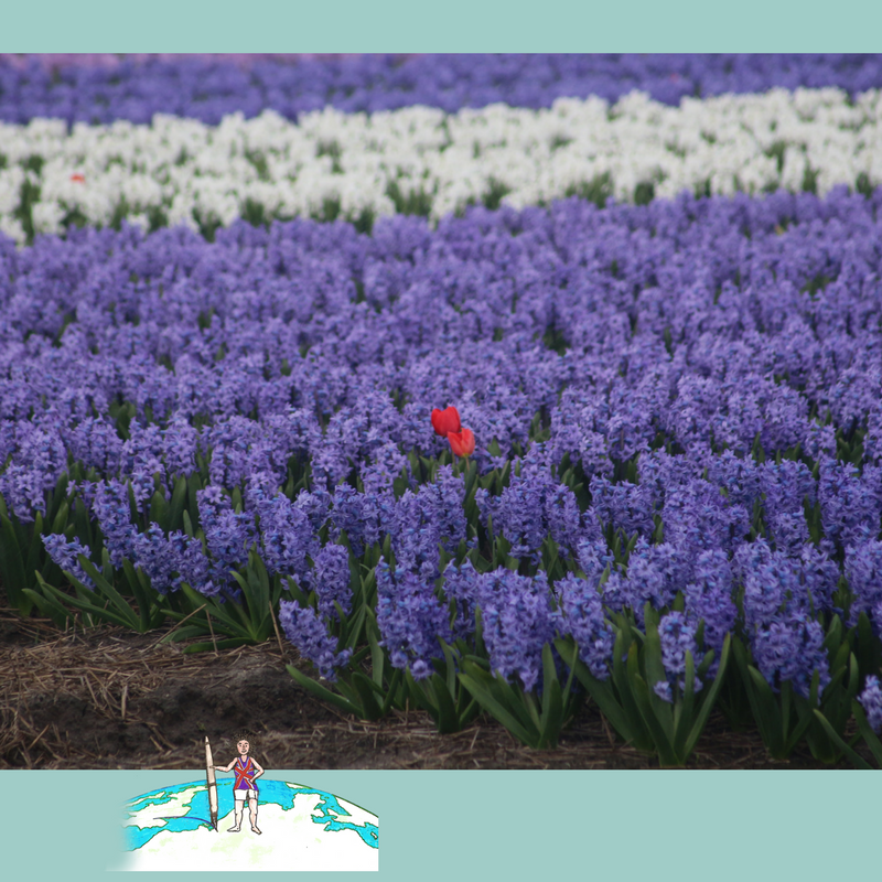 the-beauty-of-dutch-flower-fields-dare-to-stand-out Go See the Beauty of Dutch Flower Fields