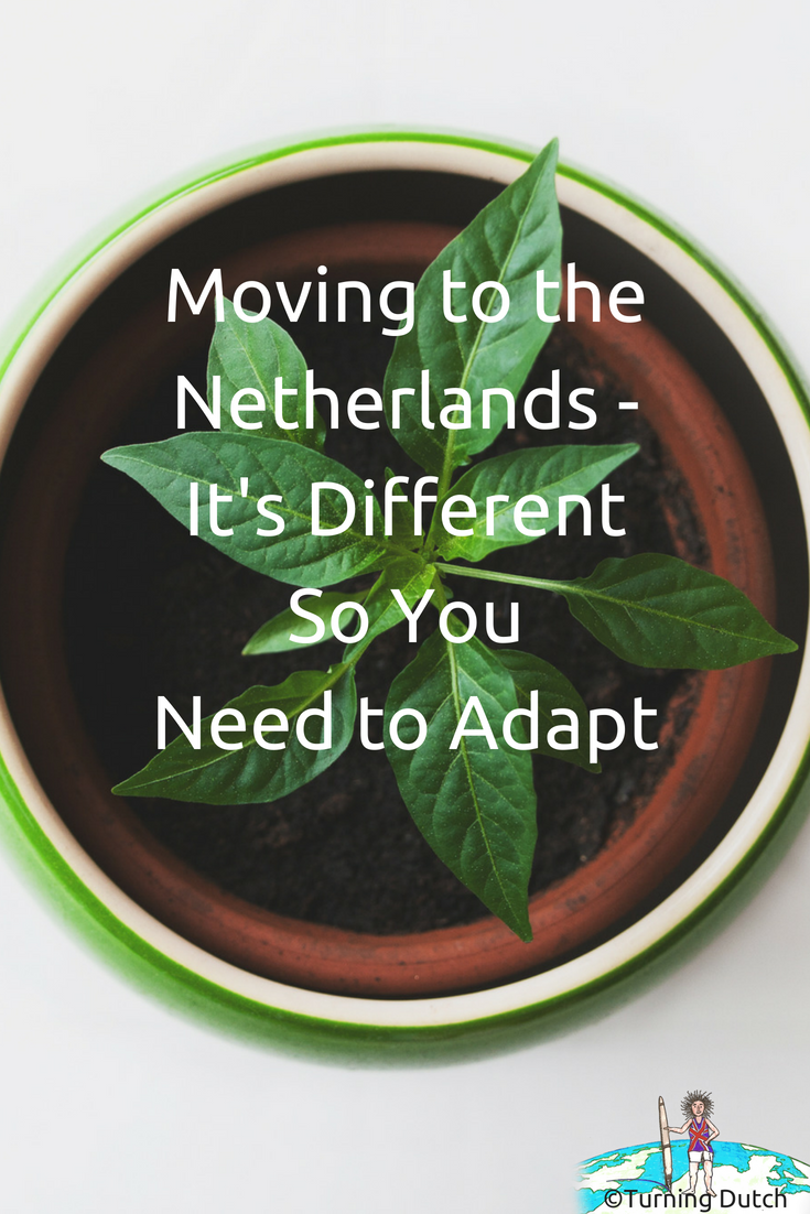 moving-to-the-netherlands-its-different-so-you-need-to-adapt-potted-plant Moving to the Netherlands - It's Different So You Need to Adapt