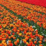Dutch Flower fields