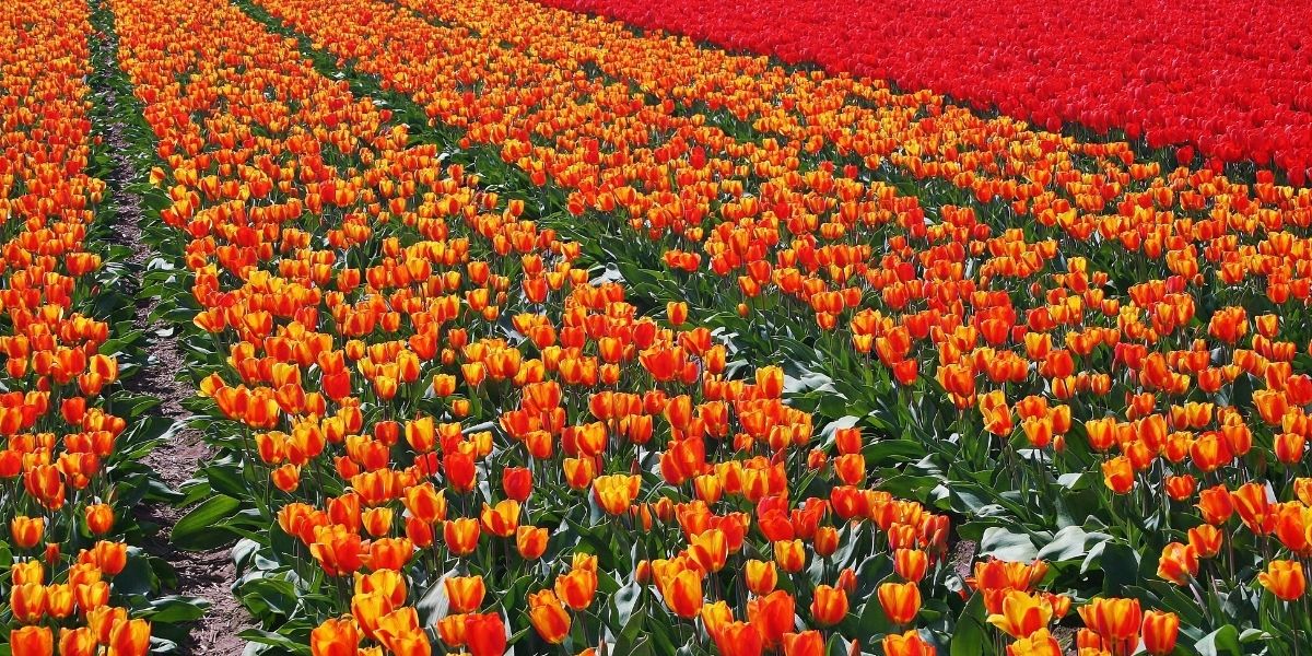 Dutch Flower fields